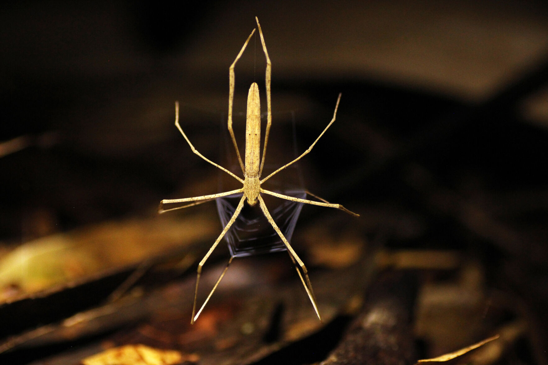 These spiders lack ears. But they can hear you, study says